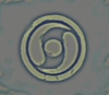 Siberite