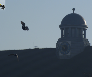 Zdjęcia: Zabrze/Hindenburg Jesień 2010: Rada Miasta